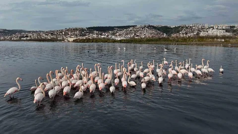 Kocaeli İzmit Körfezi'nde Flamingo Artışı Görüldü