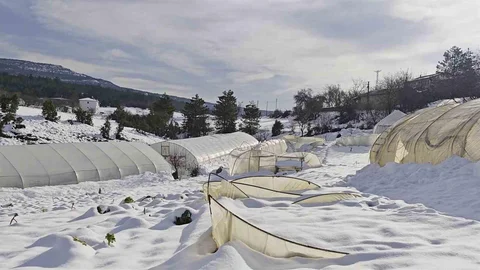 Karabük'te Yoğun Kar Seraları Yıktı