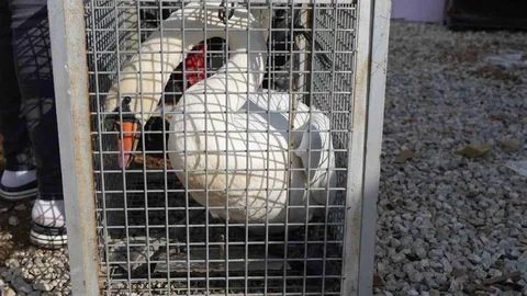 Yolunu Kaybeden Kuğu Elmadağ’da Bahçeye Düştü