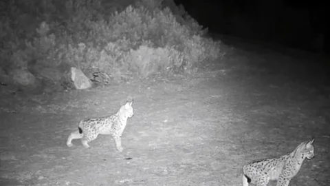 Çankırı'da Vaşak Görüntülendi
