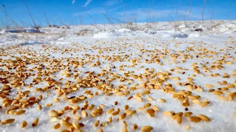 Malatya Darende’de Yaban Hayvanları İçin Yem Bırakıldı