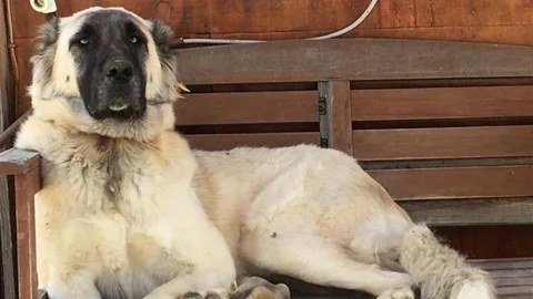 Muğla'da Köpek Vuruldu, İnceleme Başlatıldı