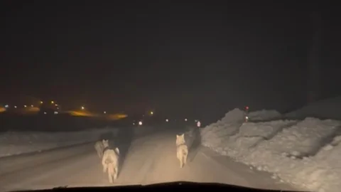 Yüksekova'da Aç Kurt Sürüsü Görüntülendi