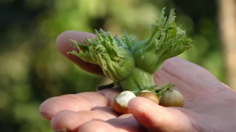 Düzce'de Fındık İhracatında Düşüş Var