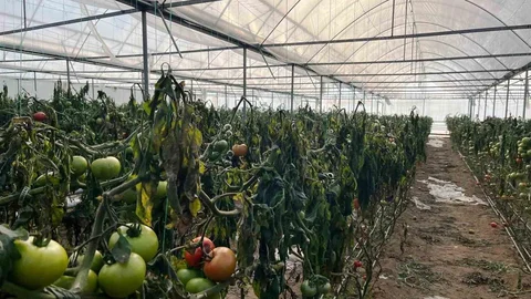 Simav'da Zirai Don Zarar Tespiti Yapıldı