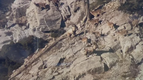 Mersin'de Yaban Keçileri Koruma Altında