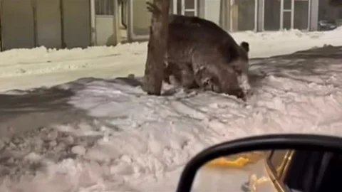 Patnos'ta Yaban Domuzu Görüntülendi