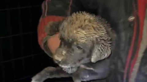 Samsun'da Yavru Köpek Kurtarıldı