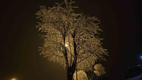 Elazığ'da Ağaçlar Kırağıyla Kaplandı