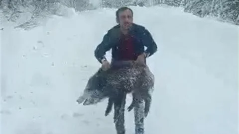 Karlı Yolda Yaban Domuzu Yakalayan Adam Konuştu