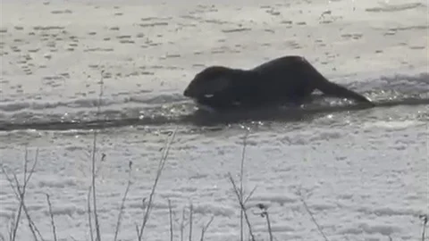 Murat Nehri'nde Su Samurları Görüntülendi