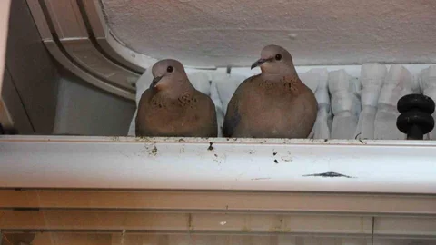 Amasya'da Çifte Kumrulara Özel Balkon Camı Açık Kalıyor