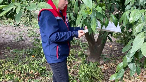 Aydın'da Narenciye Bahçeleri Kontrol Edildi
