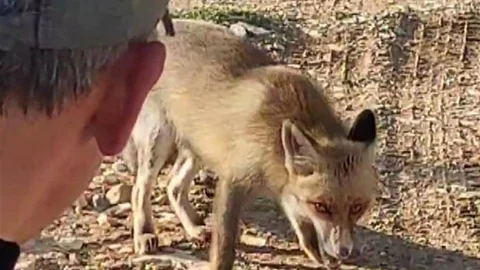 Kahramanmaraş'ta Tilkiye Kuru Yemiş Verdi