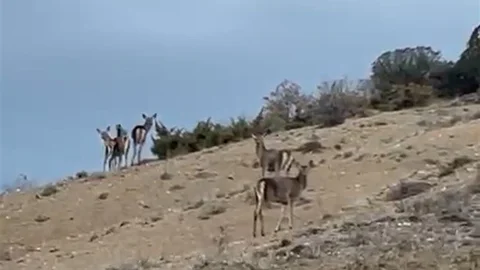 Mihalıççık'ta Geyiklerin Kaçışı Görüntülendi