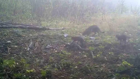 Uludağ'da Yaban Kedisi Görüntülendi