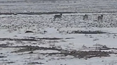 Iğdır'da Aç Kalan Kurtlar Görüldü