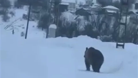 Kastamonu'da Kış Uykusunu Geçiren Bozayı Görüntülendi