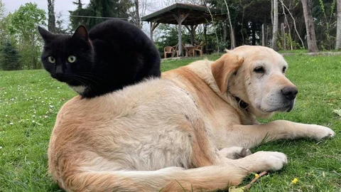 Düzce'den Kedi Köpek Maması İhracı