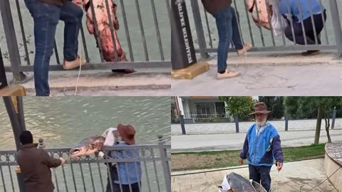 Mersin'de Dev Yayın Balığı Yakalandı