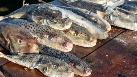 Adana'da 128 Bin Balon Balığı Toplandı