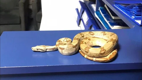 İzmir'de Yılanla Kafe Gezisi