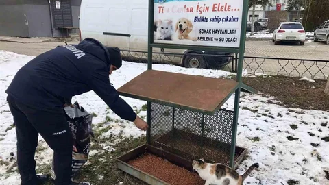 Taşköprü Belediyesi Sokak Hayvanlarına Destek Veriyor