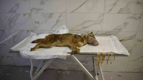 Çakalın Hayati Tehlikesi Sona Eriyor