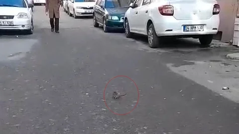 Tekirdağ'da Fare Paniği Yaşandı