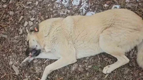 Hayvansever Kadın ile Belediye Personeli Arasında Tartışma
