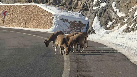 Dağ Keçileri Bayburt'ta Görüntülendi