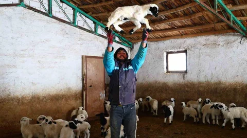 Yeni Yılda Kuzu Doğumları Artıyor