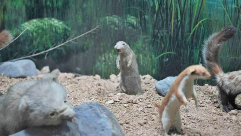 Keçiörenli Miniklerin Tabiat Tarihi Ziyareti