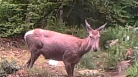 Geyiğin Su Keyfi Kocaeli'de Görüntülendi