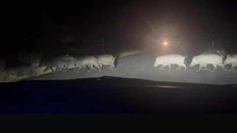 Eskişehir'de Domuz Sürüsü Yolun Karşısına Geçti