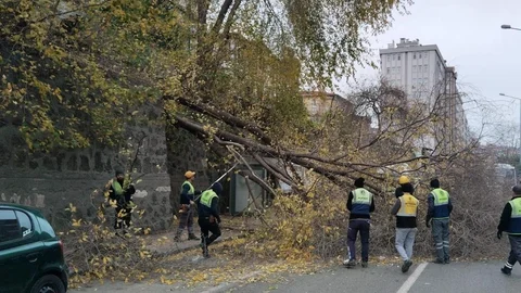 Samsun'da Şiddetli Rüzgar Ağaç Devrildi