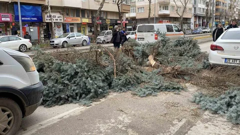 Eskişehir'de Fırtına Ağaçları Devrildi