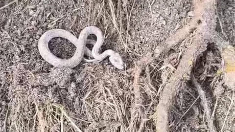 Elazığ'da Kış Uykusuna Yatmamış Yılan Görüntülendi