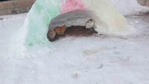 Diyadin'de Sokak Hayvanlarına Destek