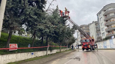 Bursa'da Lodos Nedeniyle Ağaç Devrildi