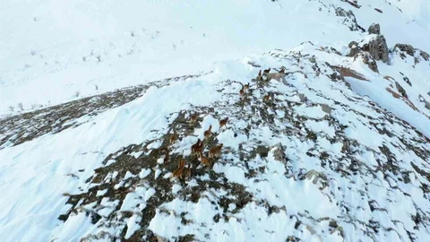 Adıyaman'da Yaban Keçileri Havadaydı