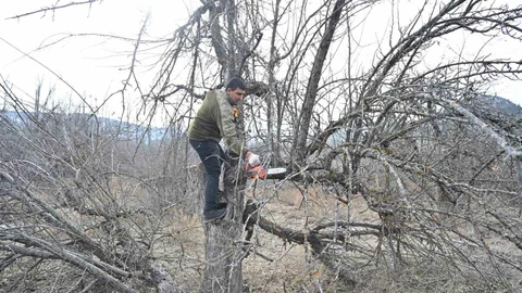 Isparta Gölcük Tabiat Parkı'nda Elma Bahçeleri Yeniden Canlanıyor