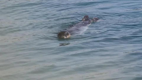 Akdeniz Fokları Bozyazı Kıyılarında Koruma Altında