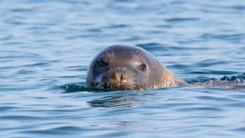 Bozyazı Kaymakamlığı "Fokları Korumak Akdeniz'i Korumaktır"