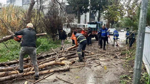 Nazilli'de Ağaç Devrilmesine Hızlı Müdahale