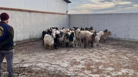 Konya'da Çalınan Koyunlar Bulundu