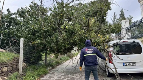 Edirne'de Fırtına Ağaçları Devrildi