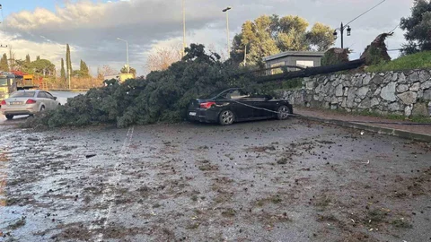 Gebze'de Fırtına Sonrası Ağaç Devrildi
