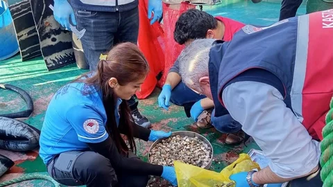 Kastamonu'da Beyaz Kum Midyesi Denetimleri Devam Ediyor