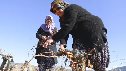 Mersin’de Organik Tarım ile Üretim Artıyor
